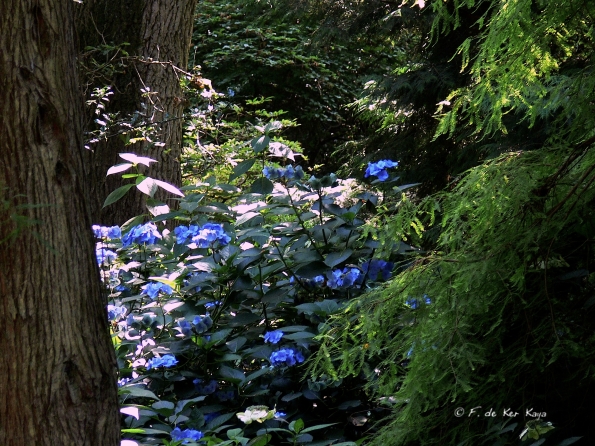 Bois des Moutiers  (86) Summer 2012
